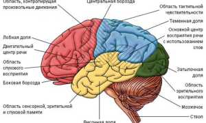 Сколько Нейронов В Голове У Человека Научные Факты