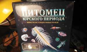 Цисты Артемии: Что Это и Как Они Используются