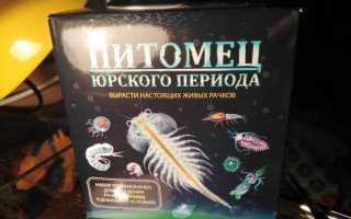 Цисты Артемии: Что Это и Как Они Используются