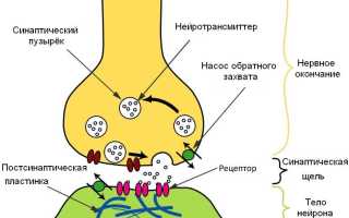 Синапс: Что Это Простыми Словами и Как Он Работает