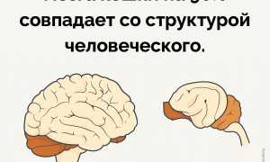 Какой Интеллект У Кошек По Сравнению С Человеком: Интересные Факты