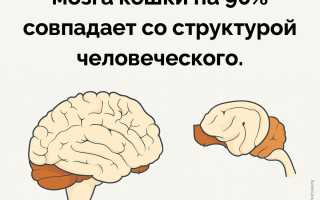 Какой Интеллект У Кошек По Сравнению С Человеком: Интересные Факты