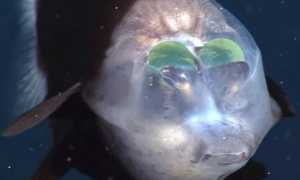 Животные, Которые Живут Под Водой, Их Уникальные Особенности