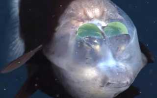 Животные, Которые Живут Под Водой, Их Уникальные Особенности