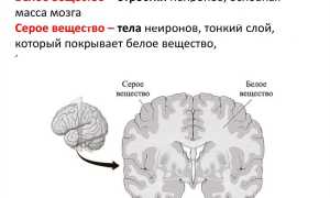 Что Такое Серое Вещество У Человека И Его Значение