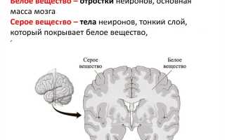 Что Такое Серое Вещество У Человека И Его Значение