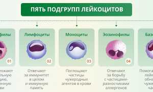 Что Больше Эритроциты Или Лейкоциты: Сравнение и Анализ