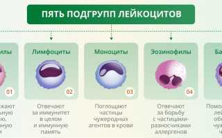 Что Больше Эритроциты Или Лейкоциты: Сравнение и Анализ