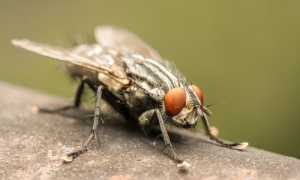 Почему Сложно Поймать Муху в Природе