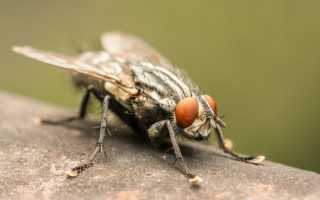 Почему Сложно Поймать Муху в Природе