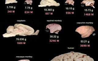Сколько Всего Нейронов В Головном Мозге У Человека?