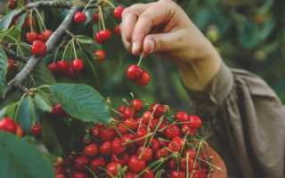 Что Такое Черри Пикинг и Его Примеры