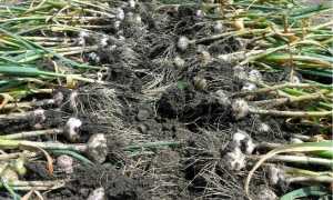 Сколько Можно Собрать Чеснока С 1 Сотки В Условиях Различных Регионов